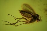 Three Large, Detailed Fossil Flies (Diptera) In Baltic Amber #50566-2